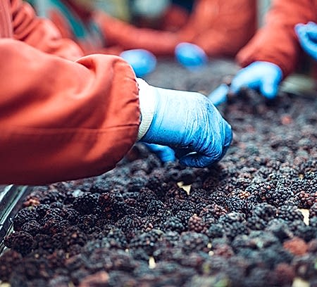 organic food production