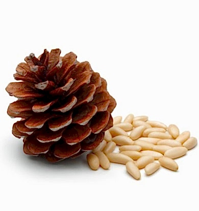 Organic Turkish Pine Nuts manufacturer